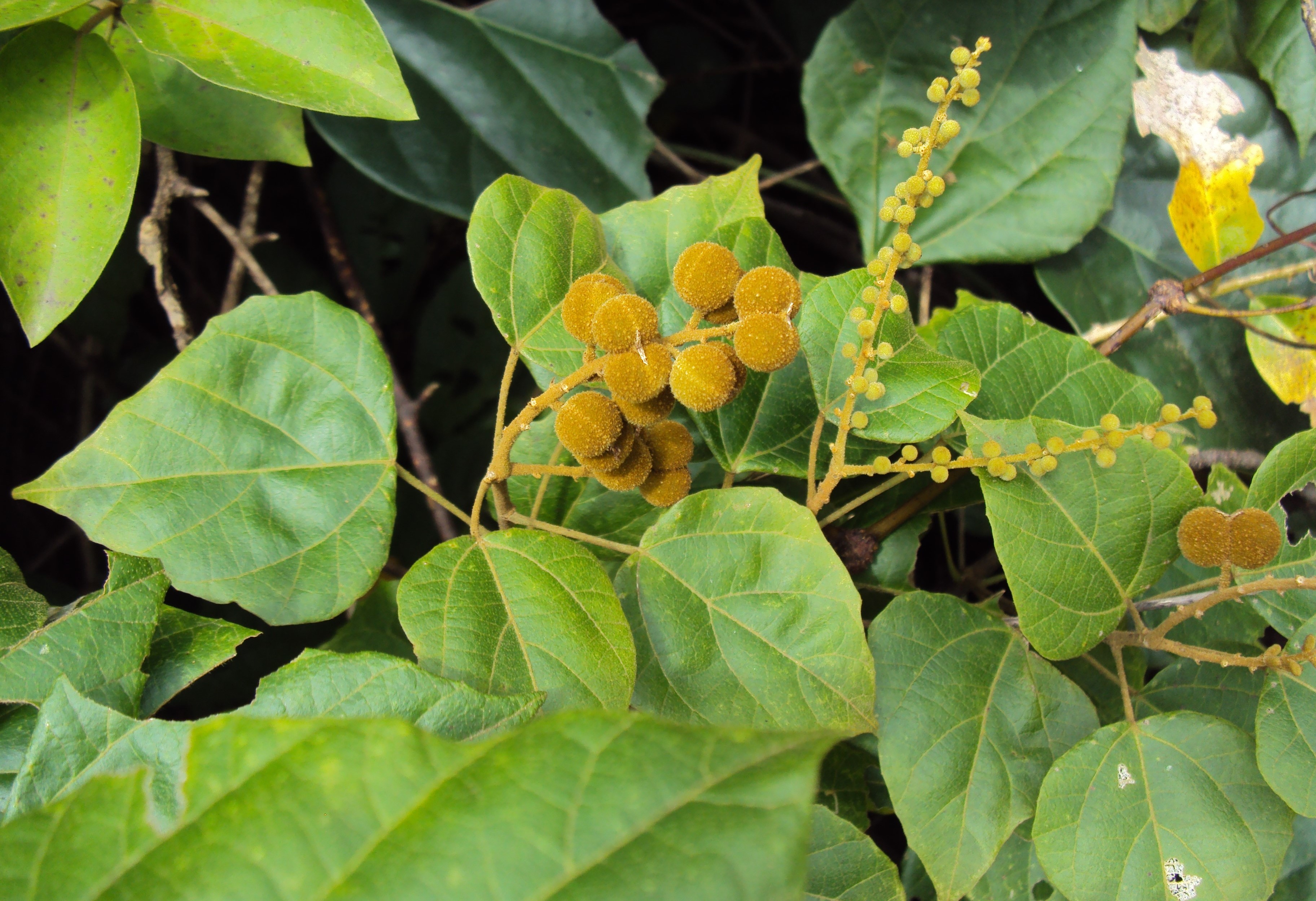 โคคลาน thai-herbs.thdata.co | โคคลาน สรรพคุณ สมุนไพร ไทย 