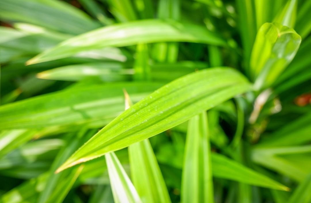 โรคเบาหวาน-กับ-สมุนไพรที่ได้รับการวิจัย-เตยหอม thai-herbs.thdata.co | โรคเบาหวาน-กับ-สมุนไพรที่ได้รับการวิจัย-เตยหอม สรรพคุณ สมุนไพร ไทย 
