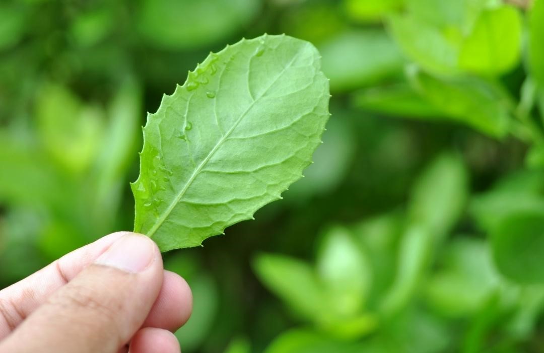 โรคเบาหวาน-กับ-สมุนไพรที่ได้รับการวิจัย-ขลู่ thai-herbs.thdata.co | โรคเบาหวาน-กับ-สมุนไพรที่ได้รับการวิจัย-ขลู่ สรรพคุณ สมุนไพร ไทย 