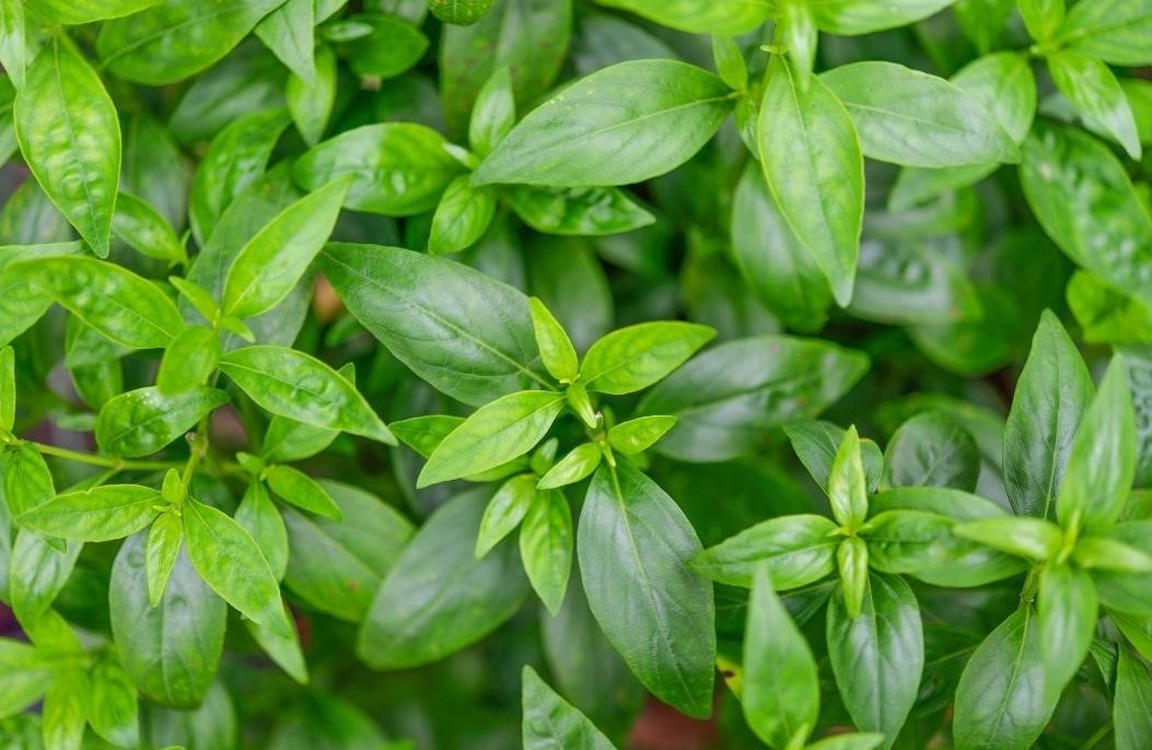 โรคเบาหวาน-กับ-สมุนไพรที่ได้รับการวิจัย-ฟ้าทะลายโจร thai-herbs.thdata.co | โรคเบาหวาน-กับ-สมุนไพรที่ได้รับการวิจัย-ฟ้าทะลายโจร สรรพคุณ สมุนไพร ไทย 