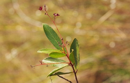 โลดทะนงแดง thai-herbs.thdata.co | โลดทะนงแดง สรรพคุณ สมุนไพร ไทย 
