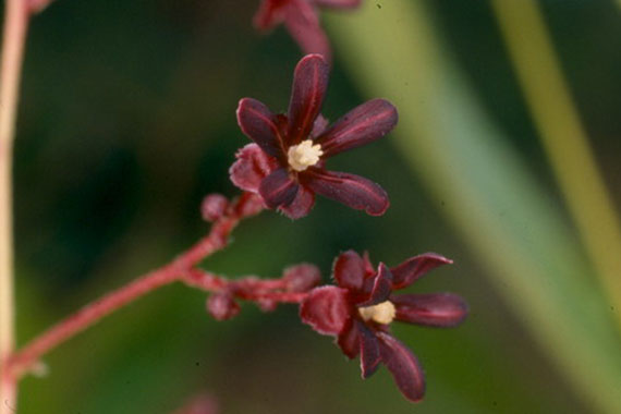 โลดทะนงแดง thai-herbs.thdata.co | โลดทะนงแดง สรรพคุณ สมุนไพร ไทย 