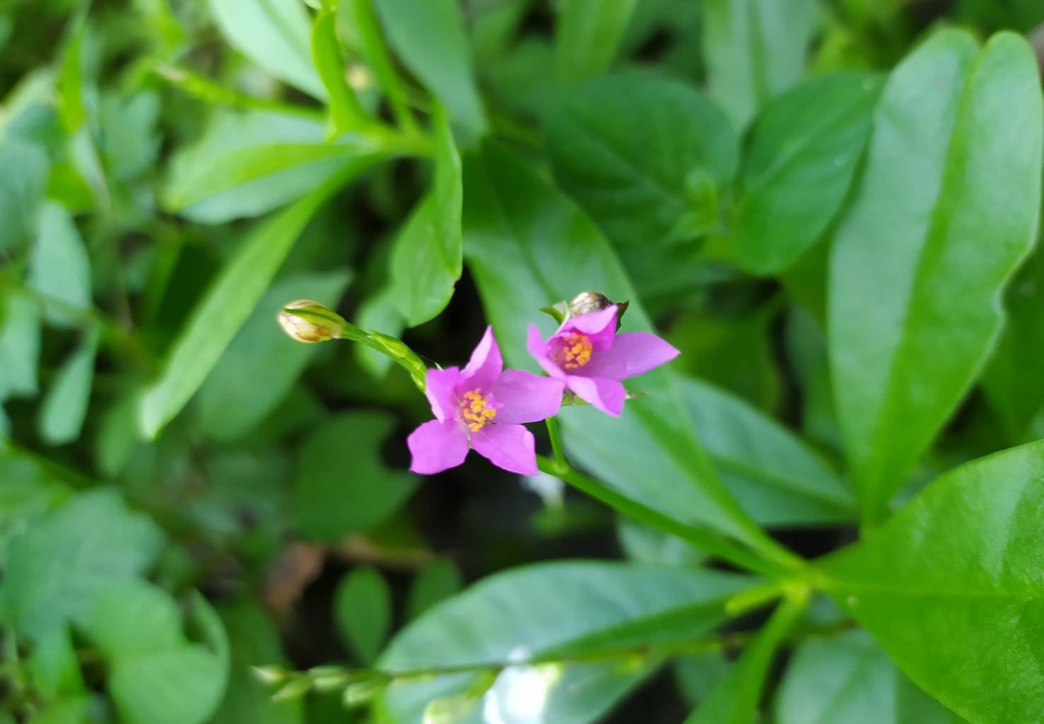 โสมไทย thai-herbs.thdata.co | โสมไทย สรรพคุณ สมุนไพร ไทย 