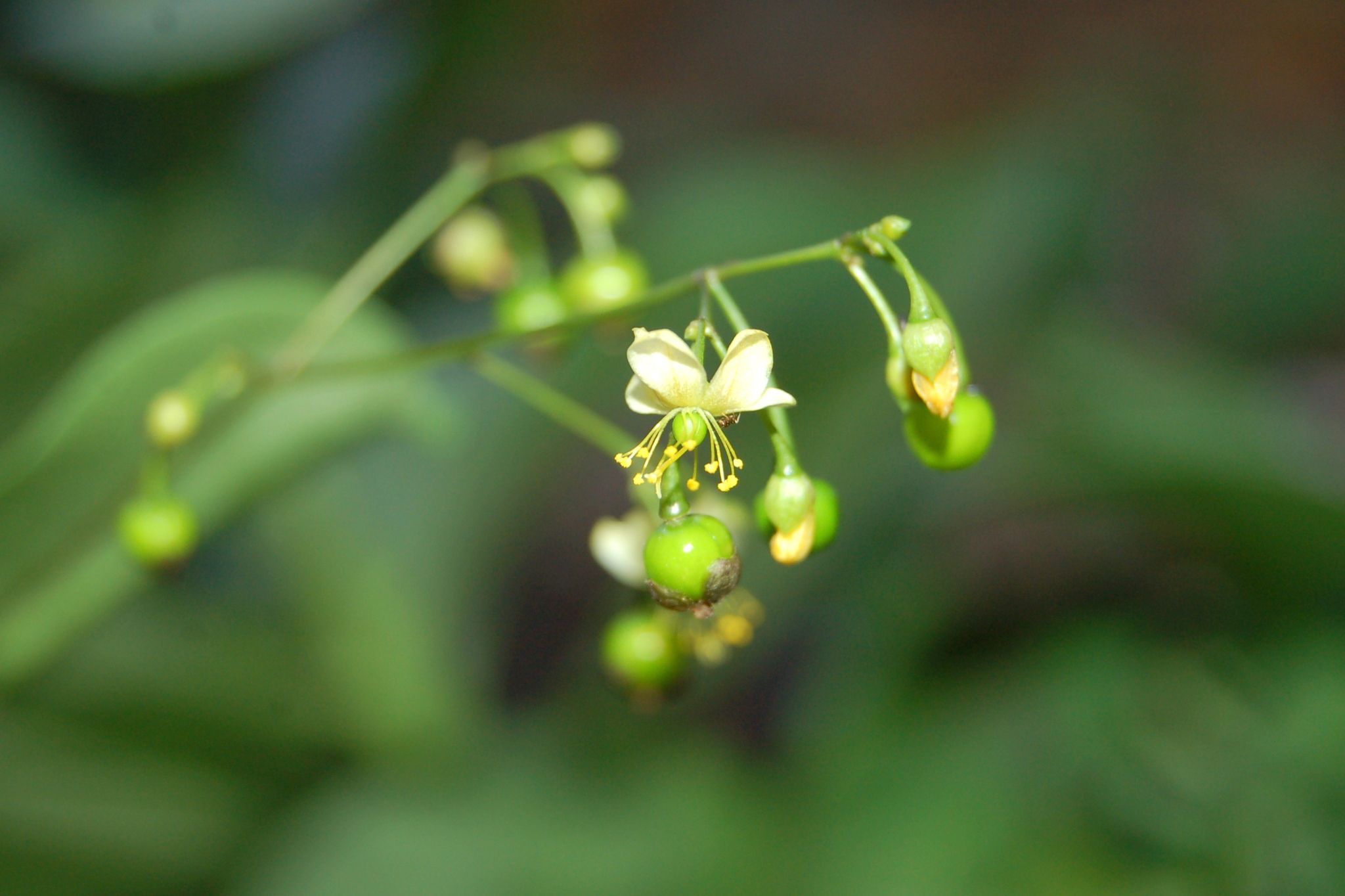 โสมไทย thai-herbs.thdata.co | โสมไทย สรรพคุณ สมุนไพร ไทย 