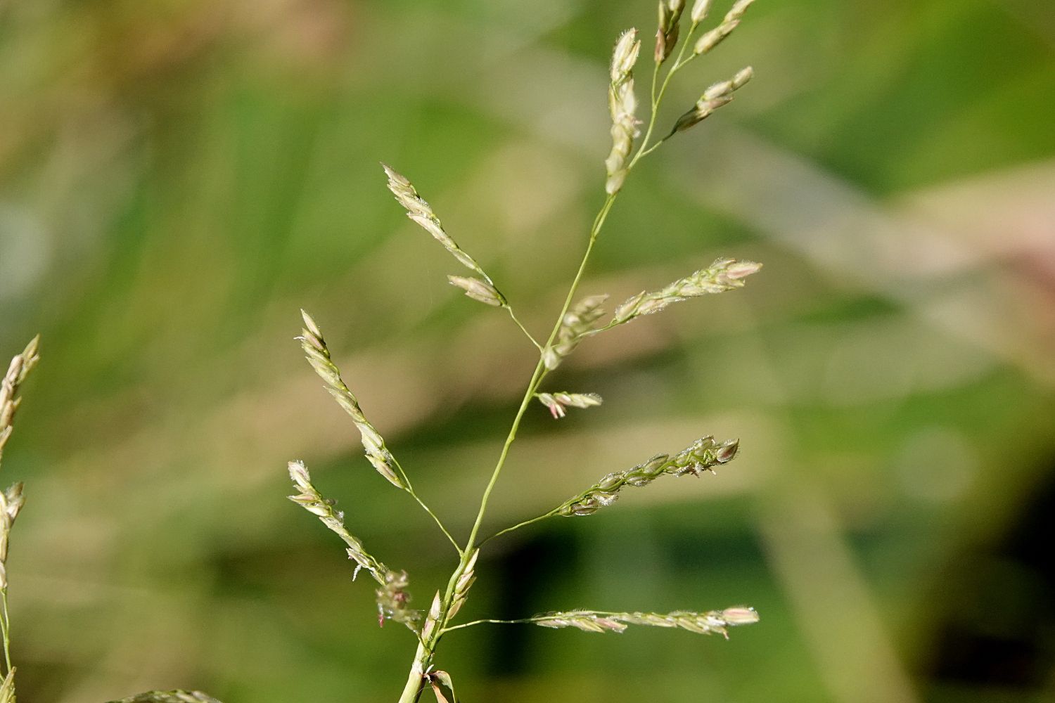 หญ้าไซ thai-herbs.thdata.co | หญ้าไซ สรรพคุณ สมุนไพร ไทย 