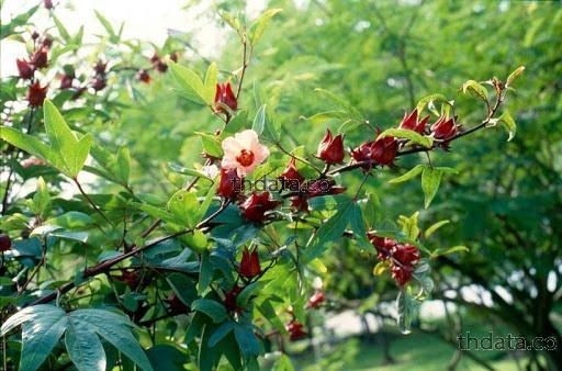 กระเจี๊ยบแดง | Thai-Herbs.Thdata.Co