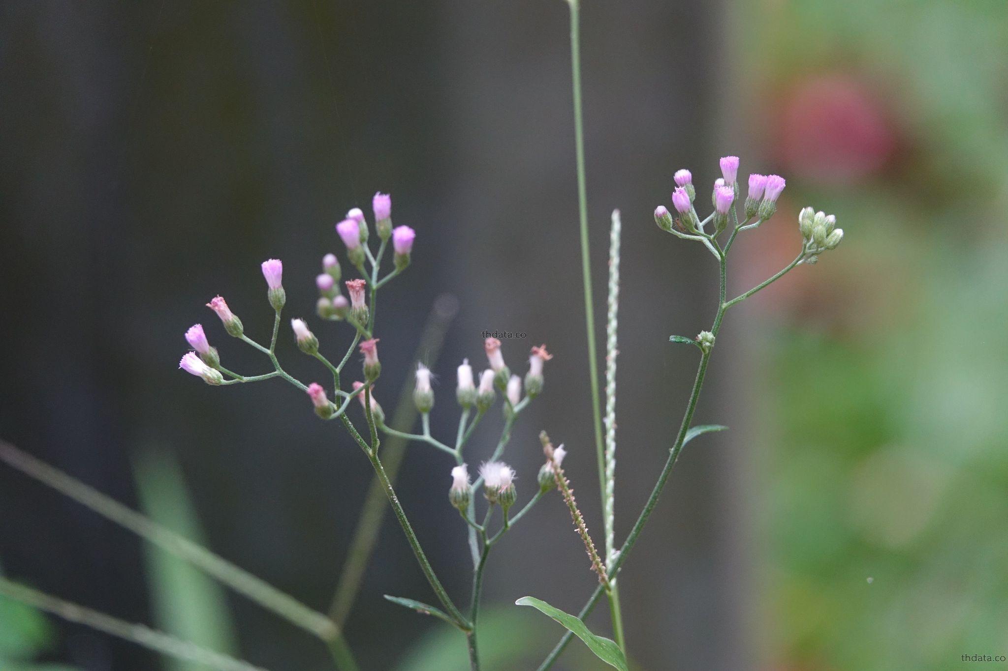 หญ้าดอกขาว | Thai-Herbs.Thdata.Co