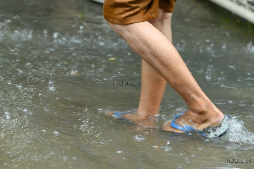 โรคฉี่หนู-Leptospirosis สมุนไพร โรคฉี่หนู-Leptospirosis สรรพคุณของโรคฉี่หนู-Leptospirosis thai-herbs.thdata.co thdata.co