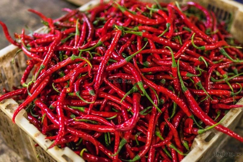 พริก-ประโยชน์-คนชอบกินเผ็ดมีเฮ สมุนไพร พริก-ประโยชน์-คนชอบกินเผ็ดมีเฮ สรรพคุณของพริก-ประโยชน์-คนชอบกินเผ็ดมีเฮ thai-herbs.thdata.co thdata.co