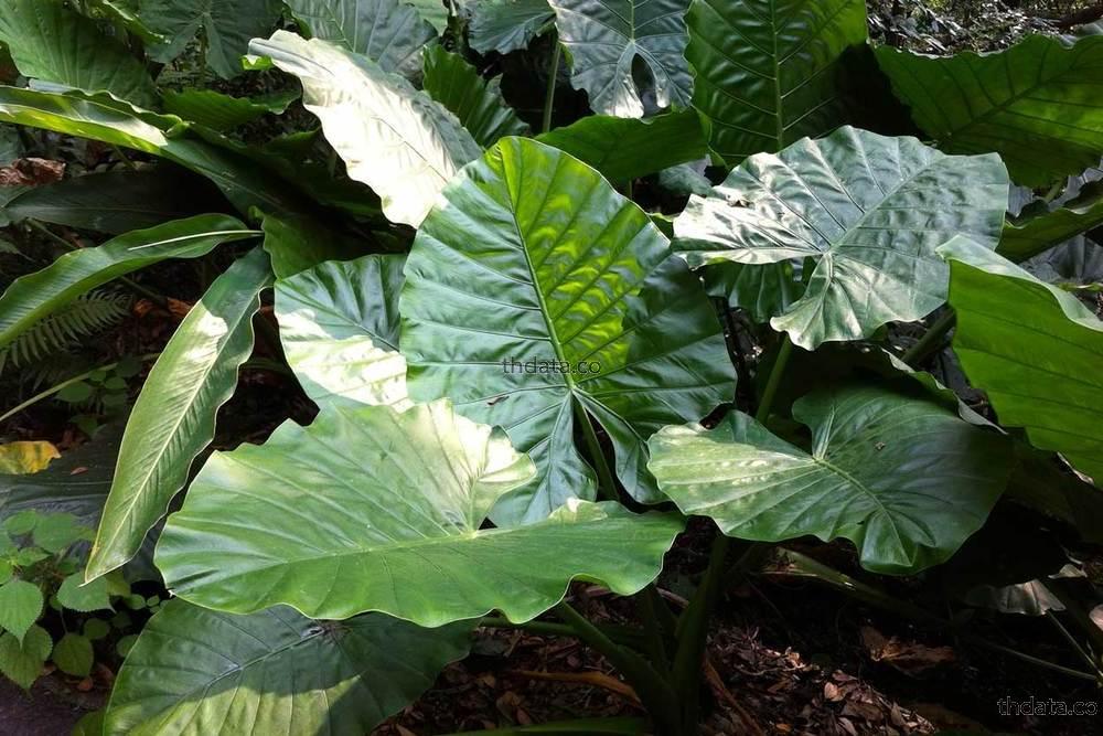 กระดาด-พืชพิษ สรรพคุณ กระดาด-พืชพิษ สมุนไพร กระดาด-พืชพิษ thai-herbs.thdata.co  thdata.co