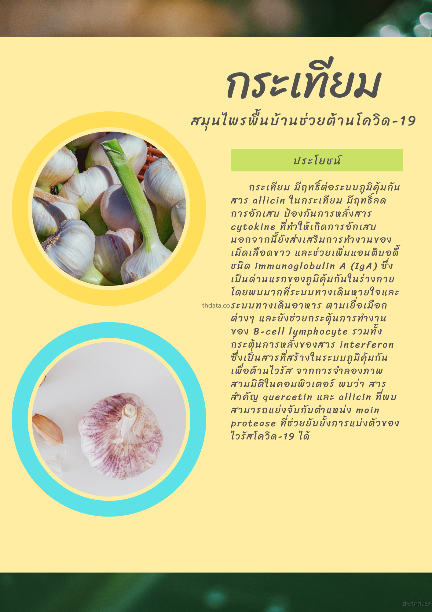 กระเทียม-สมุนไพรพื้นบ้านช่วยต้านโควิด-19 สมุนไพร กระเทียม-สมุนไพรพื้นบ้านช่วยต้านโควิด-19 สรรพคุณของกระเทียม-สมุนไพรพื้นบ้านช่วยต้านโควิด-19 thai-herbs.thdata.co thdata.co