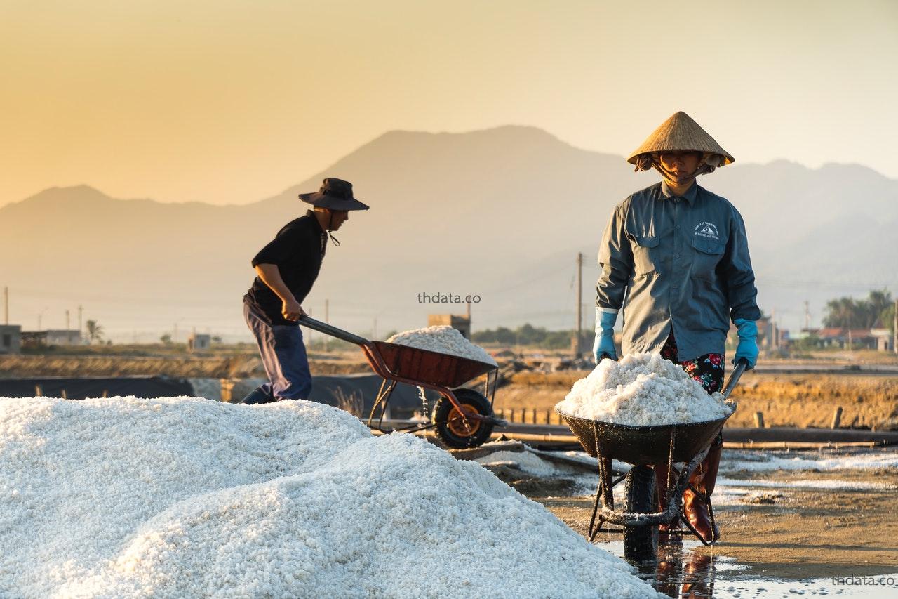 การทำเกลือทั้ง-5 สมุนไพร การทำเกลือทั้ง-5 สรรพคุณของการทำเกลือทั้ง-5 thai-herbs.thdata.co thdata.co