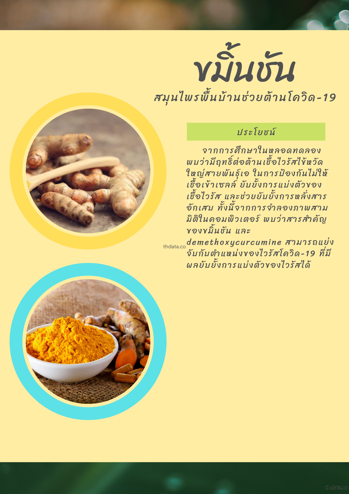 ขมิ้นชัน-สมุนไพรพื้นบ้านช่วยต้านโควิด-19 สมุนไพร ขมิ้นชัน-สมุนไพรพื้นบ้านช่วยต้านโควิด-19 สรรพคุณของขมิ้นชัน-สมุนไพรพื้นบ้านช่วยต้านโควิด-19 thai-herbs.thdata.co thdata.co