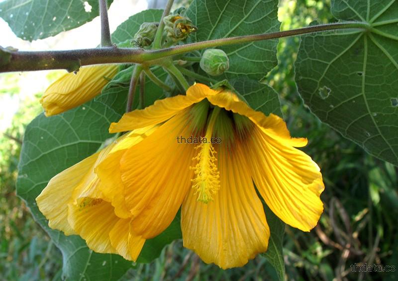 ครอบฟันสี สมุนไพร ครอบฟันสี สรรพคุณของครอบฟันสี thai-herbs.thdata.co thdata.co