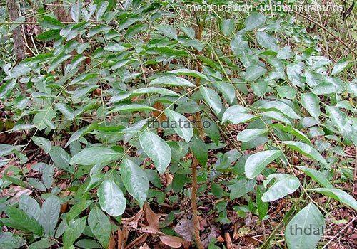 ซาก-พืชพิษ สมุนไพร ซาก-พืชพิษ สรรพคุณของซาก-พืชพิษ thai-herbs.thdata.co thdata.co
