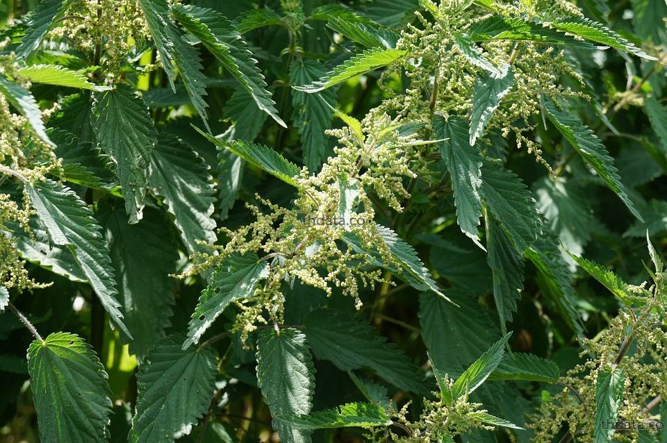 อื่นๆ พิษวิทยา  thai-herbs.thdata.co thdata.co