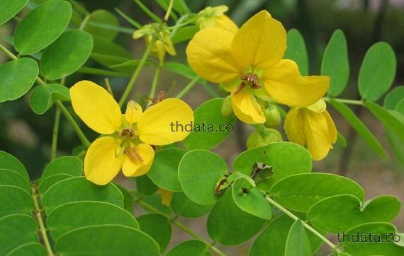 เภสัชวัตถุ พืชวัตถุ  thai-herbs.thdata.co thdata.co