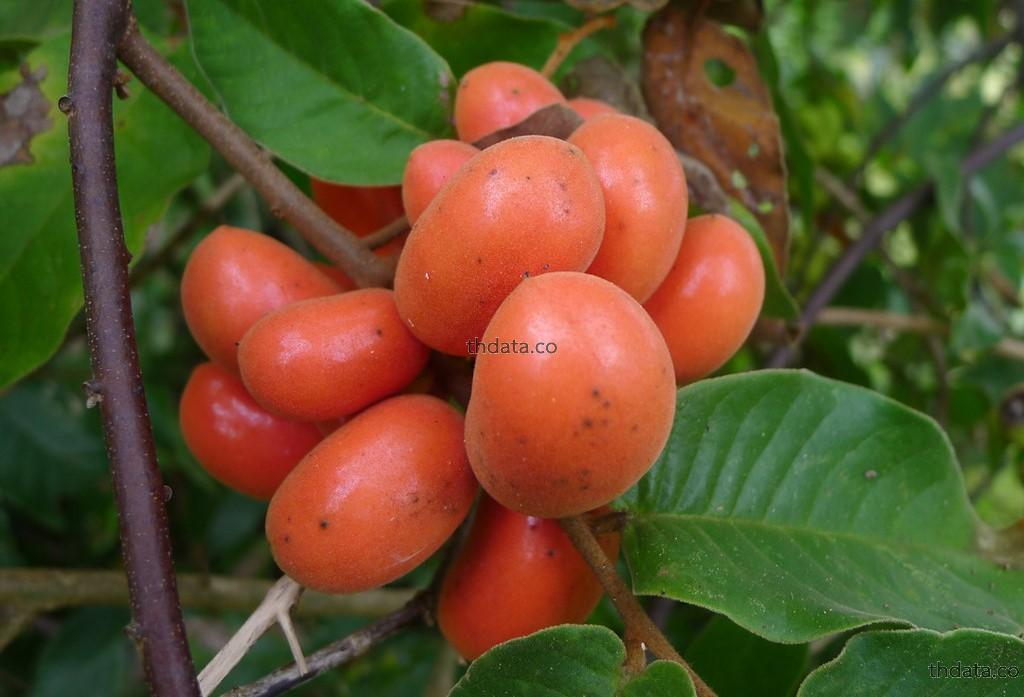 นมควาย สมุนไพร นมควาย สรรพคุณของนมควาย thai-herbs.thdata.co thdata.co