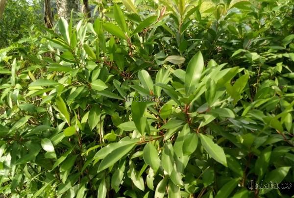 พิลังกาสา สมุนไพร พิลังกาสา สรรพคุณของพิลังกาสา thai-herbs.thdata.co thdata.co