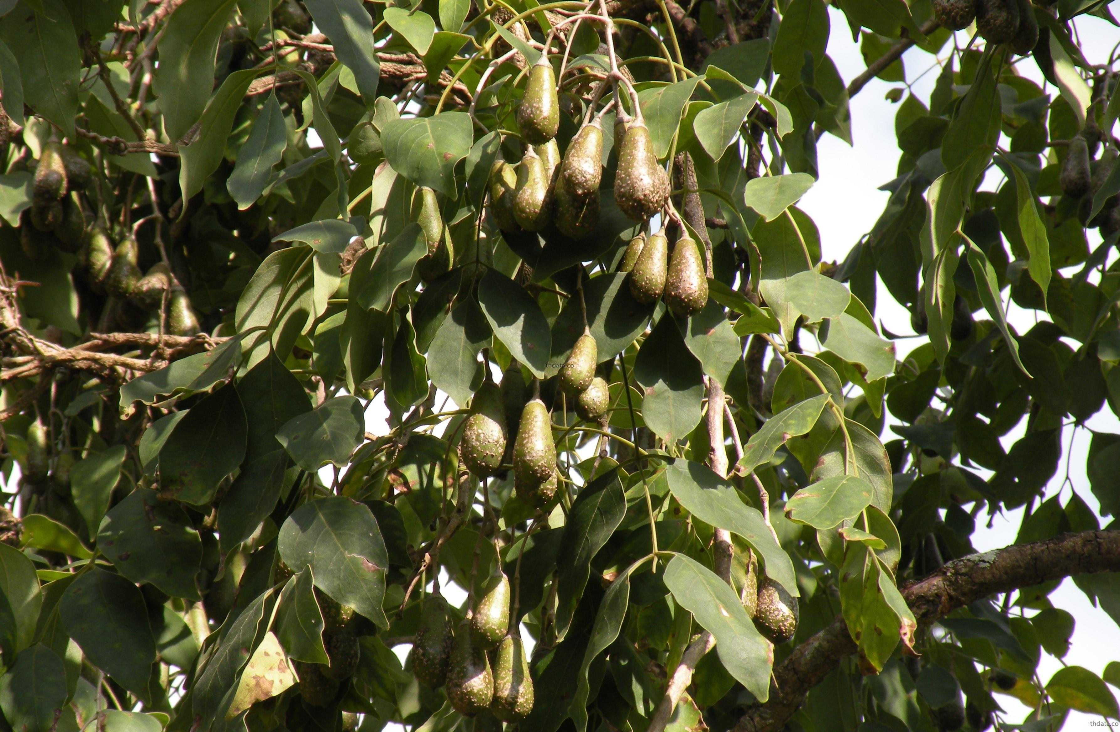 มะกอกเผือก สมุนไพร มะกอกเผือก สรรพคุณของมะกอกเผือก thai-herbs.thdata.co thdata.co