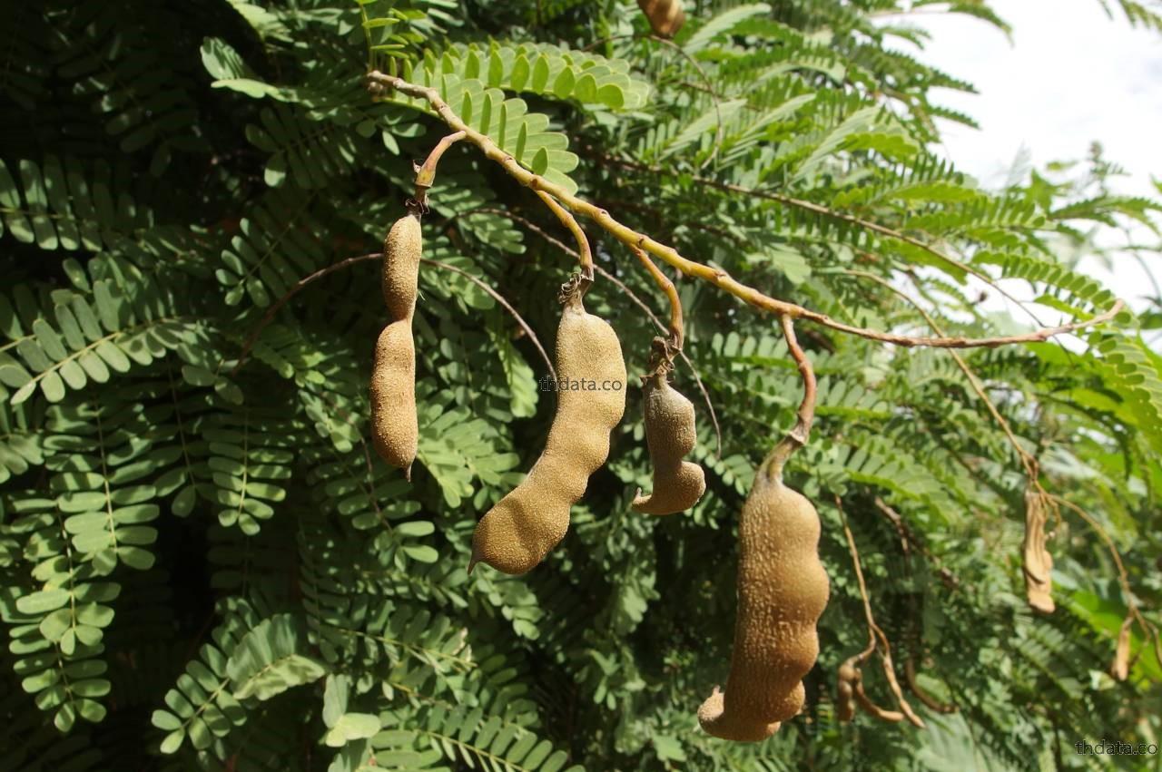 มะขามไทย สมุนไพร มะขามไทย สรรพคุณของมะขามไทย thai-herbs.thdata.co thdata.co