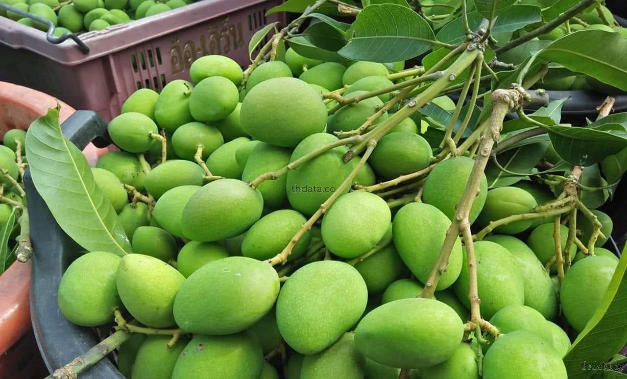 มะม่วง-พืชพิษ สมุนไพร มะม่วง-พืชพิษ สรรพคุณของมะม่วง-พืชพิษ thai-herbs.thdata.co thdata.co