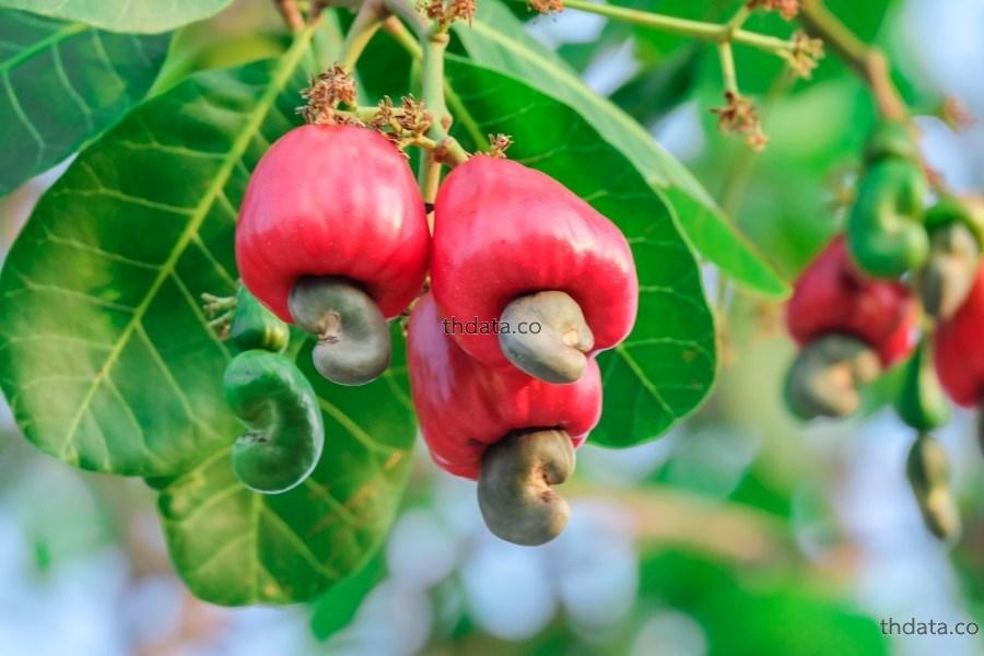 มะม่วงหิมพานต์-พืชพิษ สมุนไพร มะม่วงหิมพานต์-พืชพิษ สรรพคุณของมะม่วงหิมพานต์-พืชพิษ thai-herbs.thdata.co thdata.co