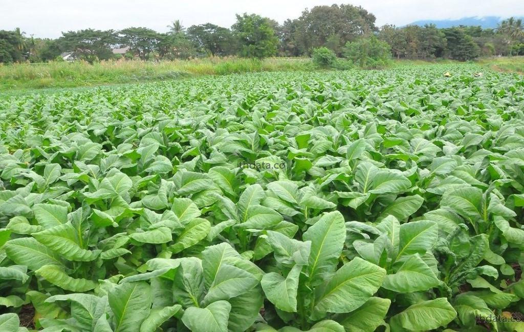 ยาสูบ-พืชพิษ สมุนไพร ยาสูบ-พืชพิษ สรรพคุณของยาสูบ-พืชพิษ thai-herbs.thdata.co thdata.co