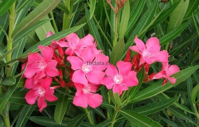 ยี่โถ-พืชพืษ สมุนไพร ยี่โถ-พืชพืษ สรรพคุณของยี่โถ-พืชพืษ thai-herbs.thdata.co thdata.co