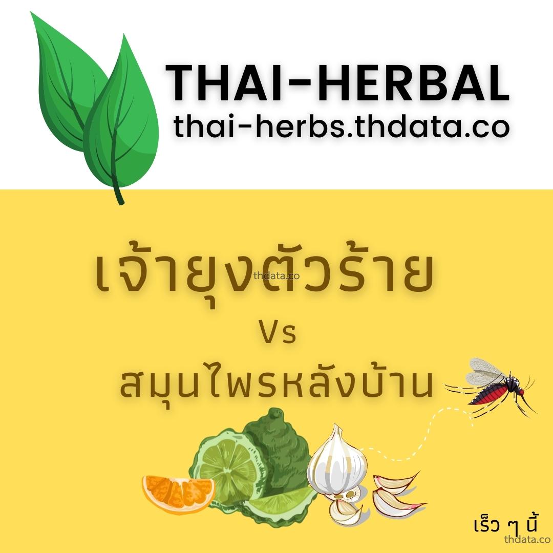 ยุงตัวร้าย-กับ-สมุนไพรหลังบ้าน สมุนไพร ยุงตัวร้าย-กับ-สมุนไพรหลังบ้าน สรรพคุณของยุงตัวร้าย-กับ-สมุนไพรหลังบ้าน thai-herbs.thdata.co thdata.co