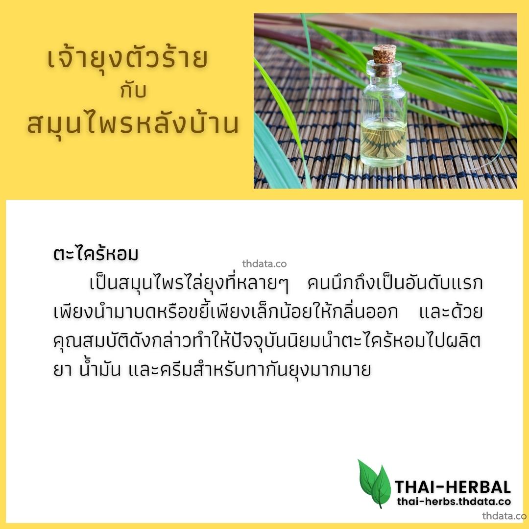 ยุงตัวร้าย-กับ-สมุนไพรหลังบ้าน-ตะไคร้หอม สมุนไพร ยุงตัวร้าย-กับ-สมุนไพรหลังบ้าน-ตะไคร้หอม สรรพคุณของยุงตัวร้าย-กับ-สมุนไพรหลังบ้าน-ตะไคร้หอม thai-herbs.thdata.co thdata.co