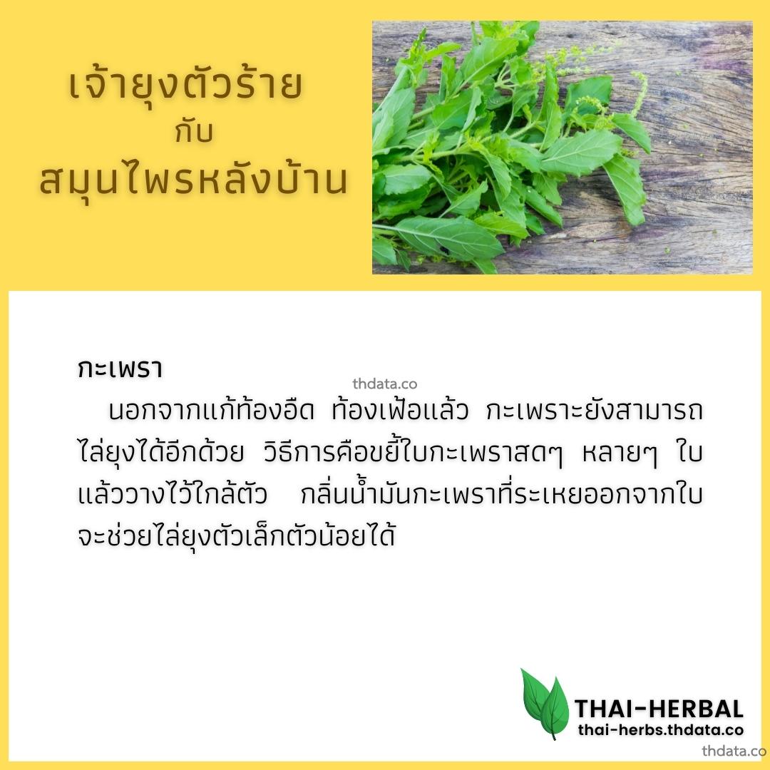 ยุงตัวร้าย-กับ-สมุนไพรหลังบ้าน-กะเพรา สมุนไพร ยุงตัวร้าย-กับ-สมุนไพรหลังบ้าน-กะเพรา สรรพคุณของยุงตัวร้าย-กับ-สมุนไพรหลังบ้าน-กะเพรา thai-herbs.thdata.co thdata.co