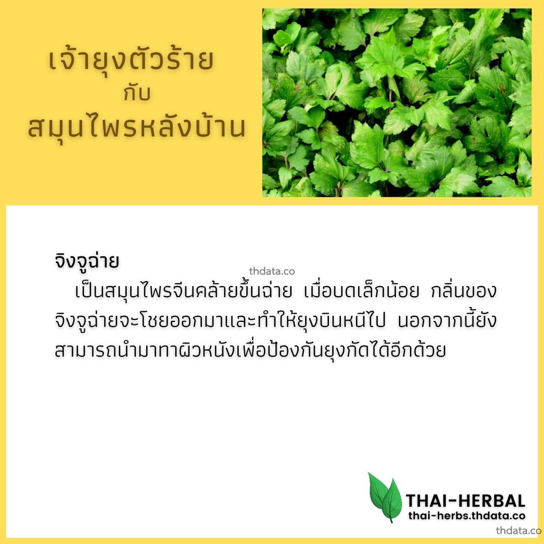 ยุงตัวร้าย-กับ-สมุนไพรหลังบ้าน-จิงจูฉ่าย สมุนไพร ยุงตัวร้าย-กับ-สมุนไพรหลังบ้าน-จิงจูฉ่าย สรรพคุณของยุงตัวร้าย-กับ-สมุนไพรหลังบ้าน-จิงจูฉ่าย thai-herbs.thdata.co thdata.co