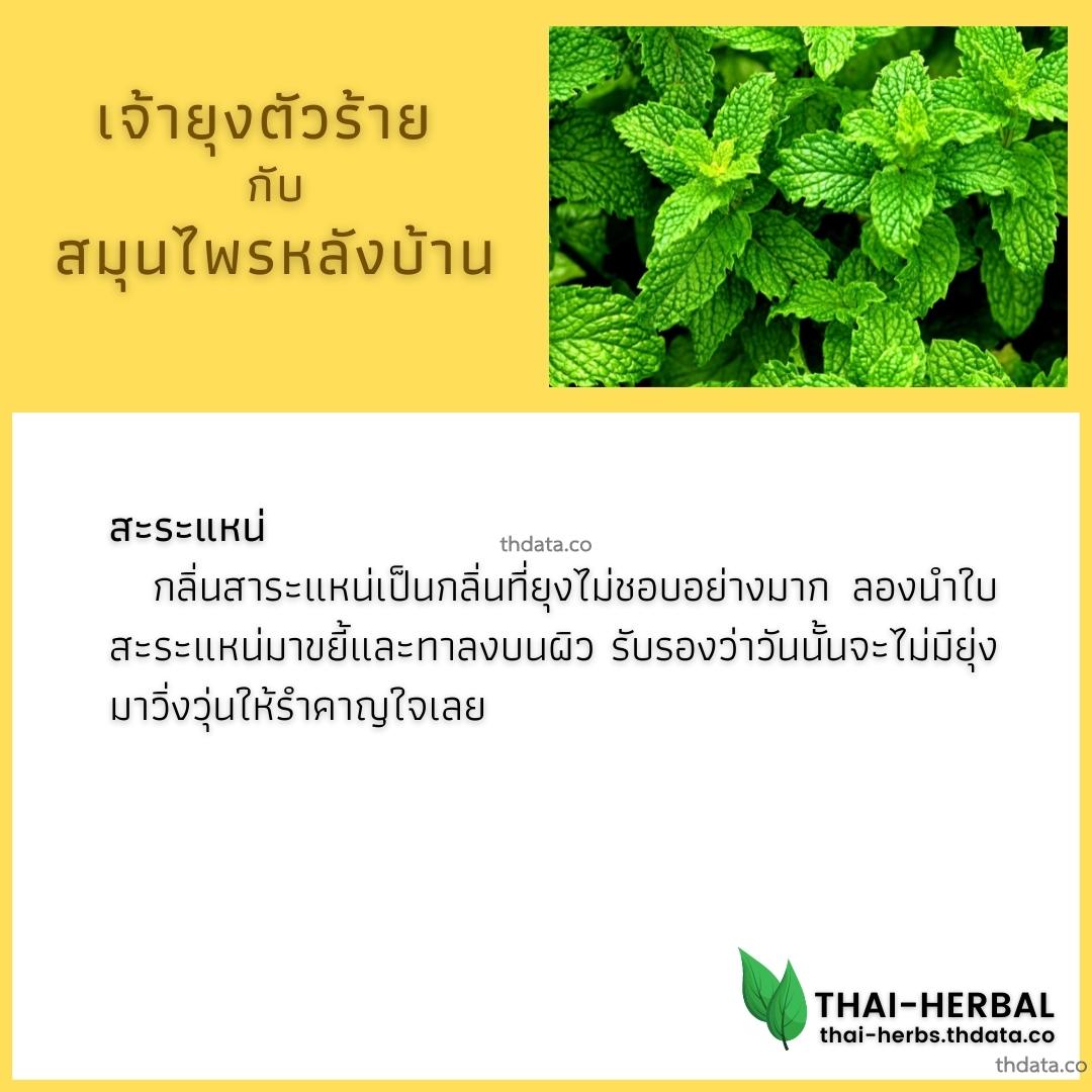 ยุงตัวร้าย-กับ-สมุนไพรหลังบ้าน-สะระแหน่ สมุนไพร ยุงตัวร้าย-กับ-สมุนไพรหลังบ้าน-สะระแหน่ สรรพคุณของยุงตัวร้าย-กับ-สมุนไพรหลังบ้าน-สะระแหน่ thai-herbs.thdata.co thdata.co