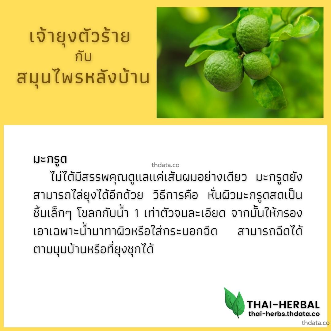 ยุงตัวร้าย-กับ-สมุนไพรหลังบ้าน-มะกรูด สมุนไพร ยุงตัวร้าย-กับ-สมุนไพรหลังบ้าน-มะกรูด สรรพคุณของยุงตัวร้าย-กับ-สมุนไพรหลังบ้าน-มะกรูด thai-herbs.thdata.co thdata.co