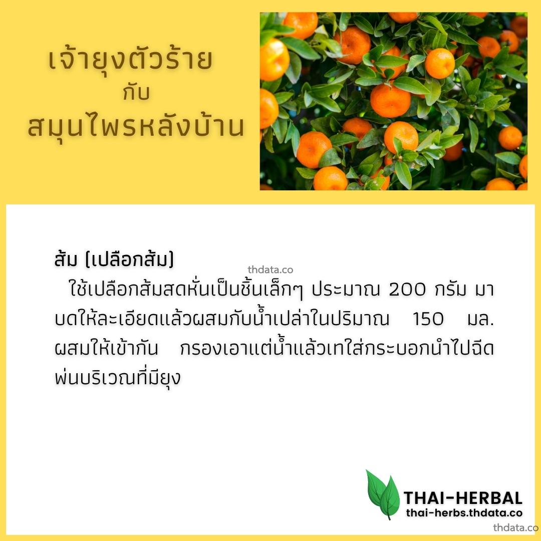 ยุงตัวร้าย-กับ-สมุนไพรหลังบ้าน-ส้ม สมุนไพร ยุงตัวร้าย-กับ-สมุนไพรหลังบ้าน-ส้ม สรรพคุณของยุงตัวร้าย-กับ-สมุนไพรหลังบ้าน-ส้ม thai-herbs.thdata.co thdata.co