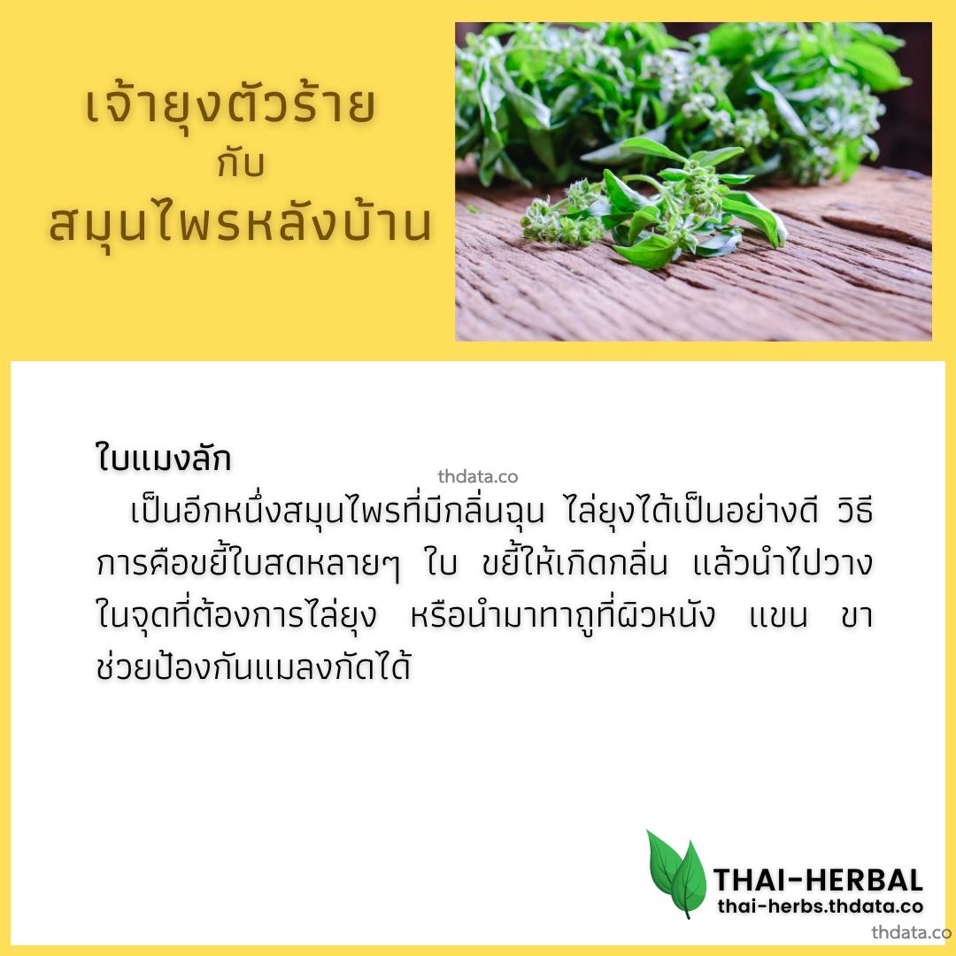 ยุงตัวร้าย-กับ-สมุนไพรหลังบ้าน-ใบแมงลัก สมุนไพร ยุงตัวร้าย-กับ-สมุนไพรหลังบ้าน-ใบแมงลัก สรรพคุณของยุงตัวร้าย-กับ-สมุนไพรหลังบ้าน-ใบแมงลัก thai-herbs.thdata.co thdata.co