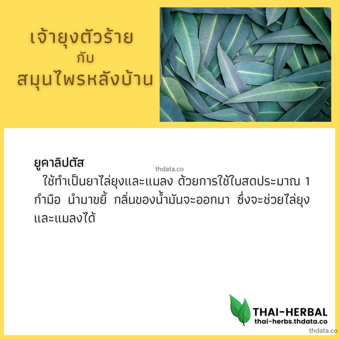 ยุงตัวร้าย-กับ-สมุนไพรหลังบ้าน-ยูคาลิปตัส สมุนไพร ยุงตัวร้าย-กับ-สมุนไพรหลังบ้าน-ยูคาลิปตัส สรรพคุณของยุงตัวร้าย-กับ-สมุนไพรหลังบ้าน-ยูคาลิปตัส thai-herbs.thdata.co thdata.co