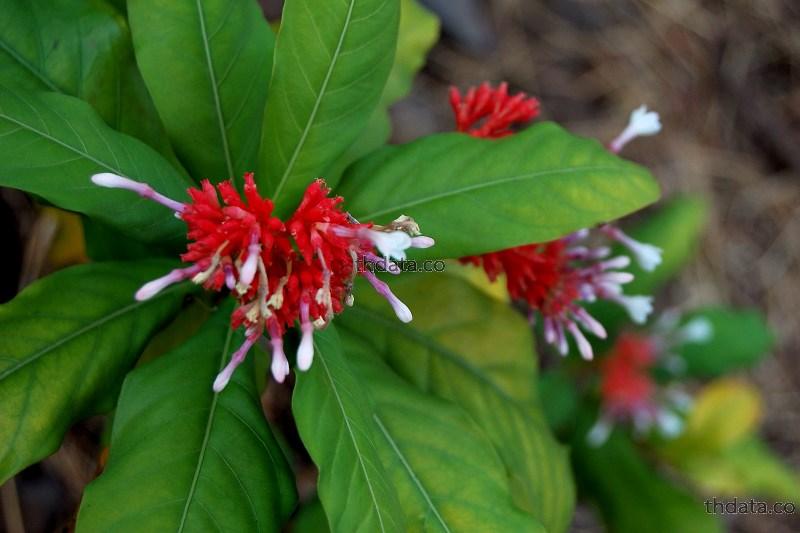 ระย่อม-พืชพิษ สมุนไพร ระย่อม-พืชพิษ สรรพคุณของระย่อม-พืชพิษ thai-herbs.thdata.co thdata.co