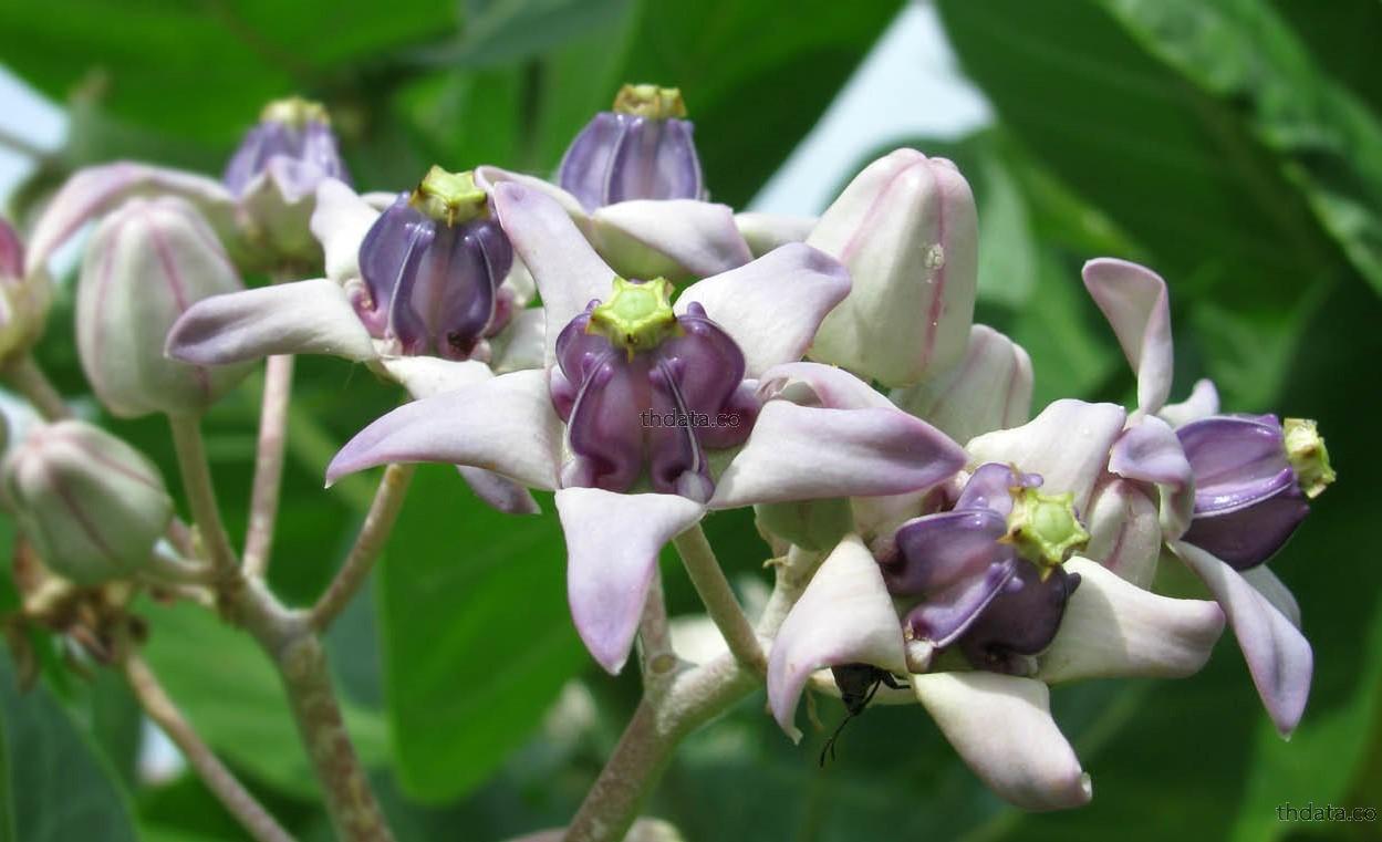 รัก-พืชพิษ สมุนไพร รัก-พืชพิษ สรรพคุณของรัก-พืชพิษ thai-herbs.thdata.co thdata.co