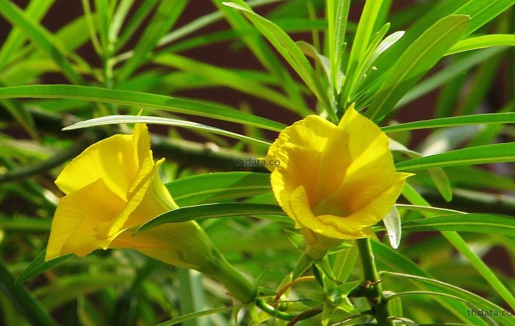 รำเพย-พืชพิษ สมุนไพร รำเพย-พืชพิษ สรรพคุณของรำเพย-พืชพิษ thai-herbs.thdata.co thdata.co