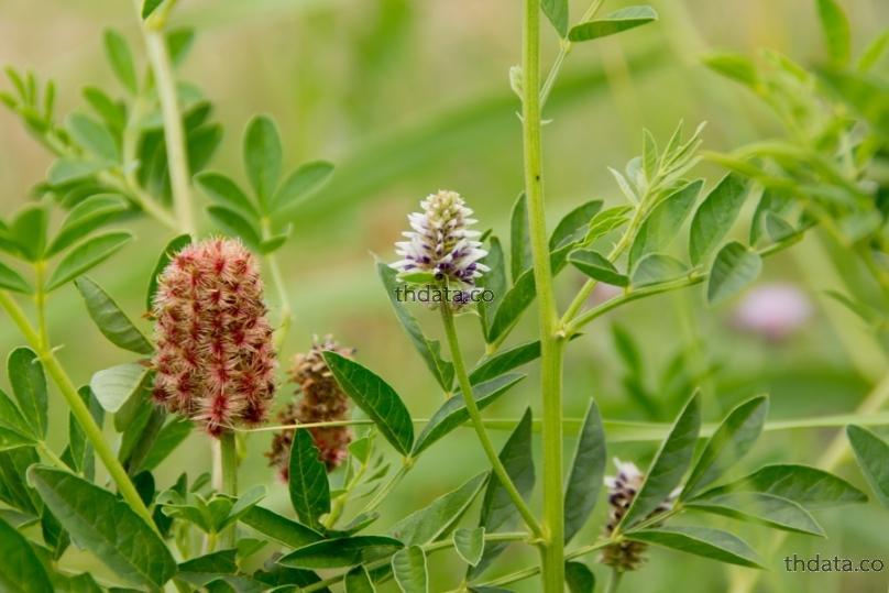 甘草-ชะเอมเทศ สมุนไพร 甘草-ชะเอมเทศ สรรพคุณของ甘草-ชะเอมเทศ thai-herbs.thdata.co thdata.co