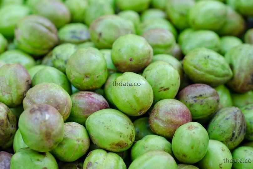 诃子-สมอไทย สมุนไพร 诃子-สมอไทย สรรพคุณของ诃子-สมอไทย thai-herbs.thdata.co thdata.co