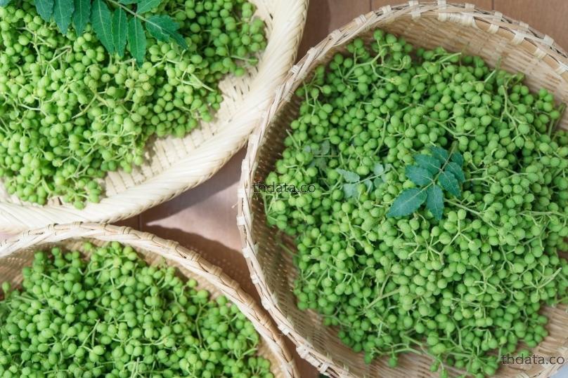 花椒-มะข่วง สมุนไพร 花椒-มะข่วง สรรพคุณของ花椒-มะข่วง thai-herbs.thdata.co thdata.co