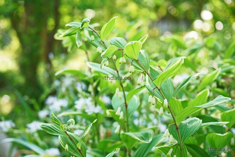 黄精-ว่านนางแลว สมุนไพร 黄精-ว่านนางแลว สรรพคุณของ黄精-ว่านนางแลว thai-herbs.thdata.co thdata.co