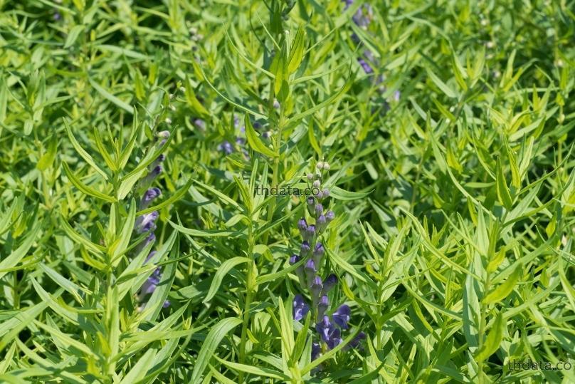 黄芩-กระเชา สมุนไพร 黄芩-กระเชา สรรพคุณของ黄芩-กระเชา thai-herbs.thdata.co thdata.co