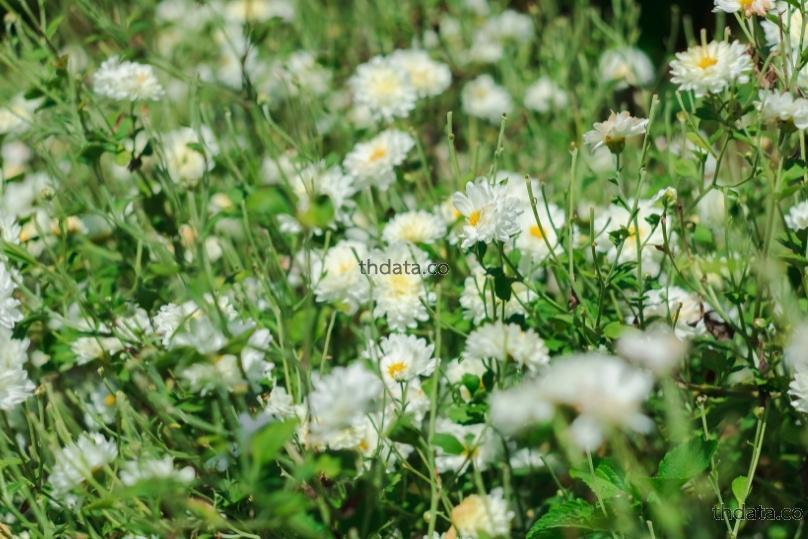 菊花-เก๊กฮวย สมุนไพร 菊花-เก๊กฮวย สรรพคุณของ菊花-เก๊กฮวย thai-herbs.thdata.co thdata.co