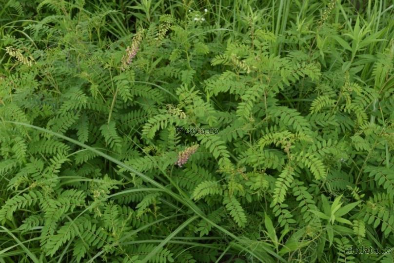 苦参-โสมขม สมุนไพร 苦参-โสมขม สรรพคุณของ苦参-โสมขม thai-herbs.thdata.co thdata.co