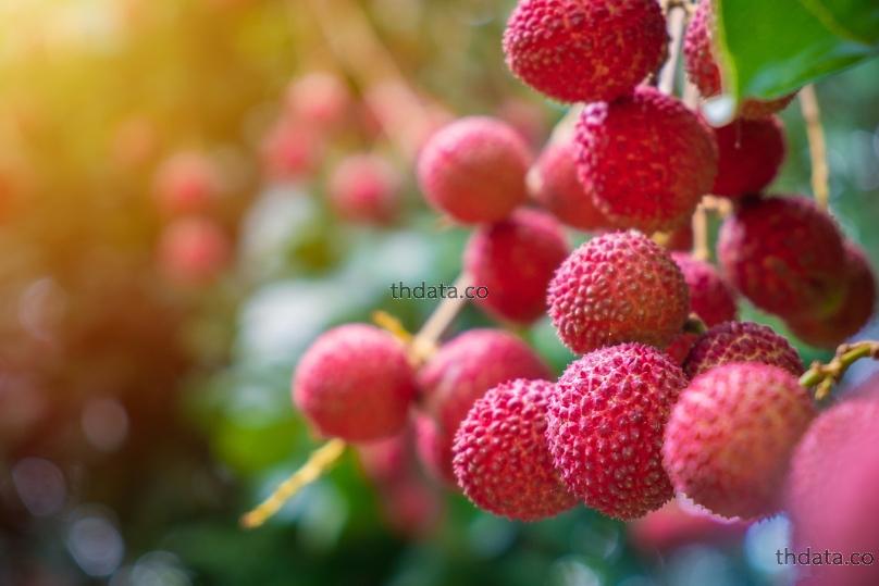 荔仁-เม็ดลิ้นจี่ สมุนไพร 荔仁-เม็ดลิ้นจี่ สรรพคุณของ荔仁-เม็ดลิ้นจี่ thai-herbs.thdata.co thdata.co