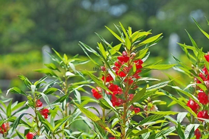 凤仙花-ดอกเทียน สมุนไพร 凤仙花-ดอกเทียน สรรพคุณของ凤仙花-ดอกเทียน thai-herbs.thdata.co thdata.co